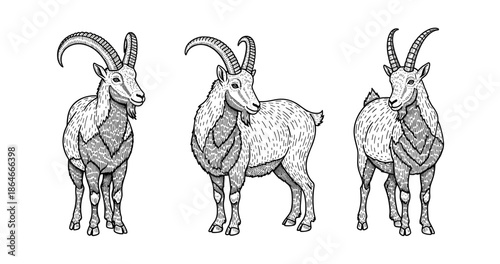 Hand-drawn illustrations of three goats with horns in different poses