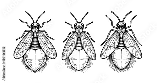 Intricate black and white illustrations of three detailed flies