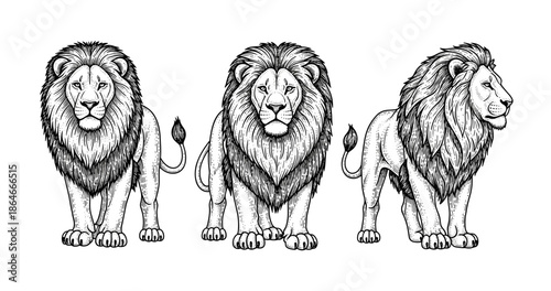 Three detailed lion illustrations displaying front and side views