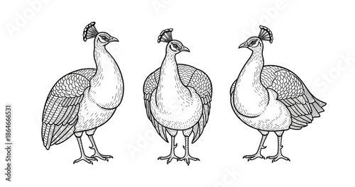 Black and white illustration of peacocks with detailed feather patterns