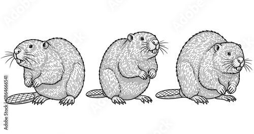 Detailed black and white illustration of beavers in various poses