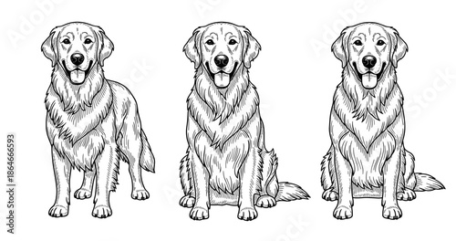 Three happy golden retrievers sitting in line art style