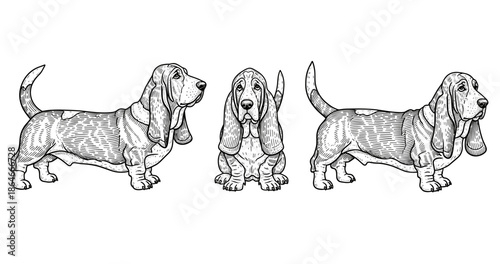Three engraved basset hound illustrations: front and side views of dogs