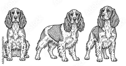 Trio of beautifully detailed english springer spaniel dogs in various poses