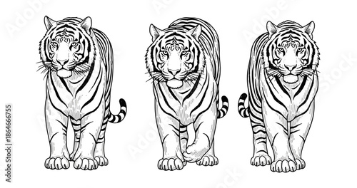 Three detailed walking tigers in black and white illustration