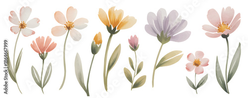 Soft pastel wildflower set painted in gentle hand painted watercolor style isolated on white background.