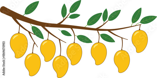 Ripe mango fruits hanging on tree branch vector illustration with tropical leaves isolated on white background