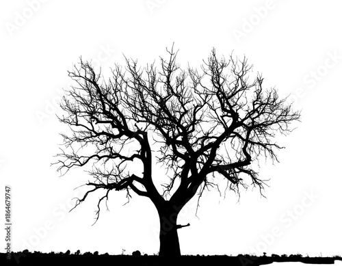 Drought tree silhouette isolated on transparent, dead tree trunk and branches