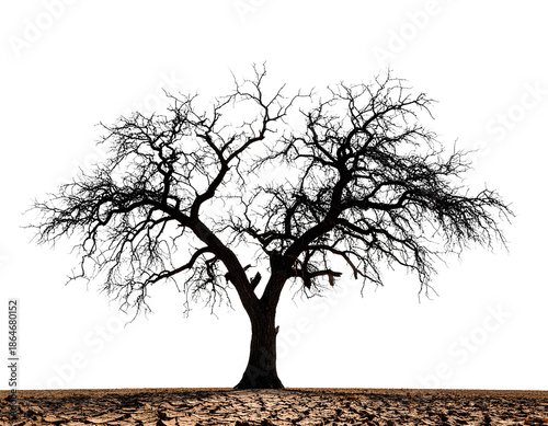 Drought tree silhouette isolated on transparent, dead tree trunk and branches, 