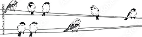 Group of small birds perched on two power lines