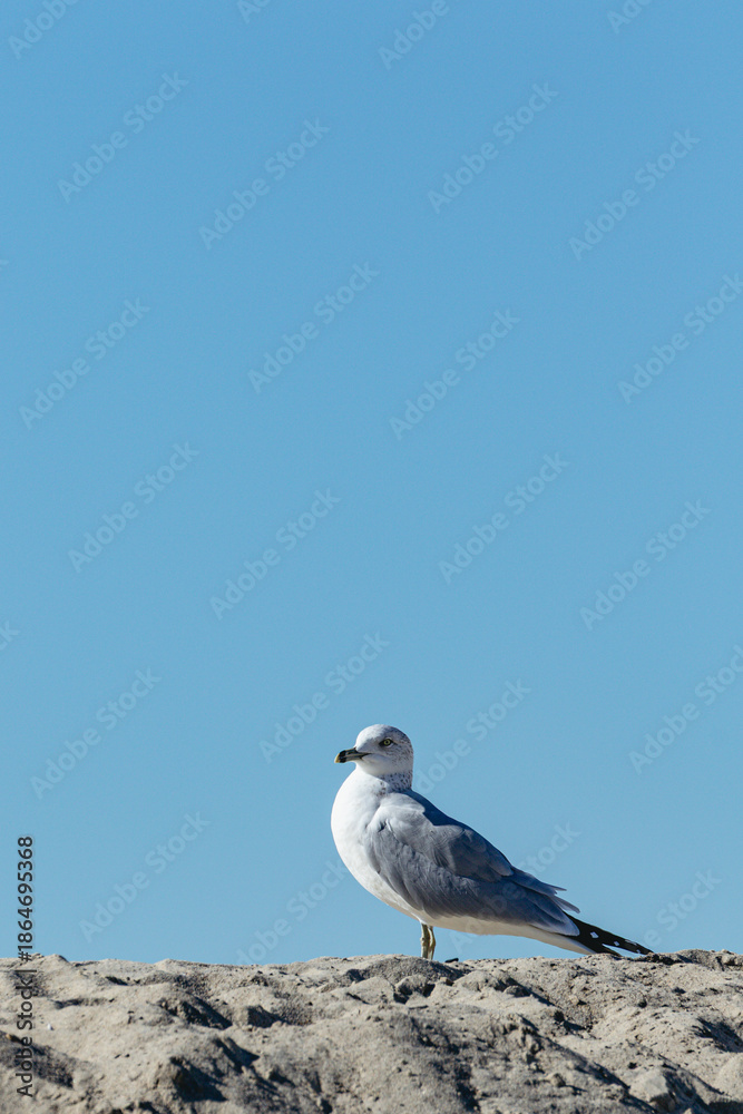 Obraz premium Birds at the beach