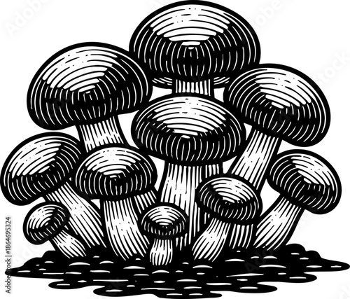 Black and White Engraved Illustration of Wild Mushrooms Group