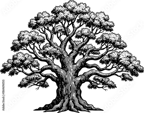 Classic Detailed Engraving of a Large Deciduous Tree