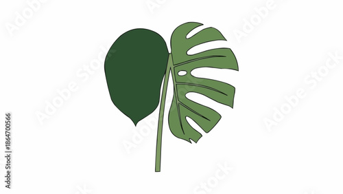 Monstera Deliciosa Plant Leaf Illustration.
