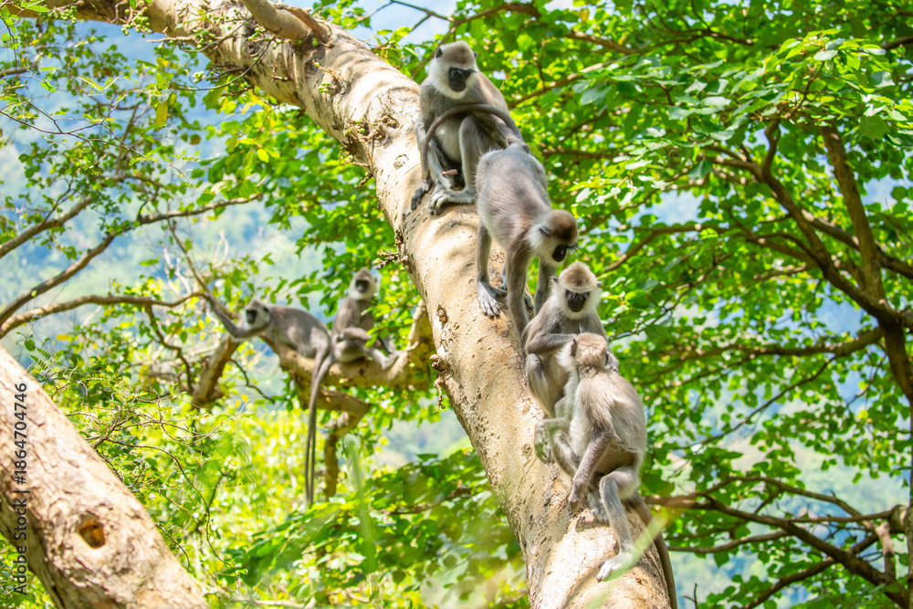 Fototapeta premium Gray hanuman langurs on a tree. Monkeys in the wild in the jungles of Sri Lanka. Troop of monkeys on trees. Wildlife scene with wild animals.