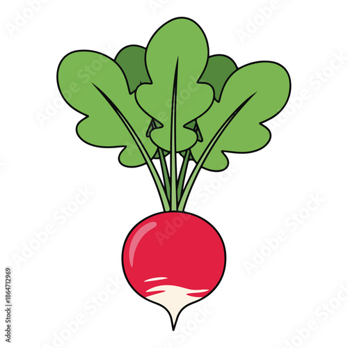 Vibrant Fresh Beetroot with Green Leaves Illustration