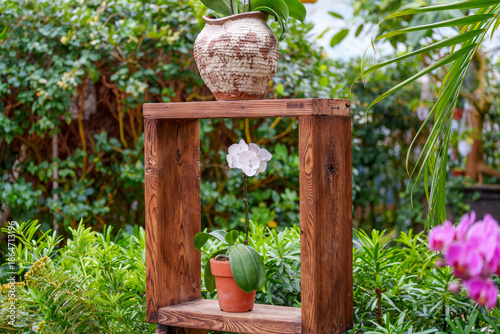 A garden landscape decorated with pots of white Moth Orchids (Phalaenopsis amabilis) in bloom