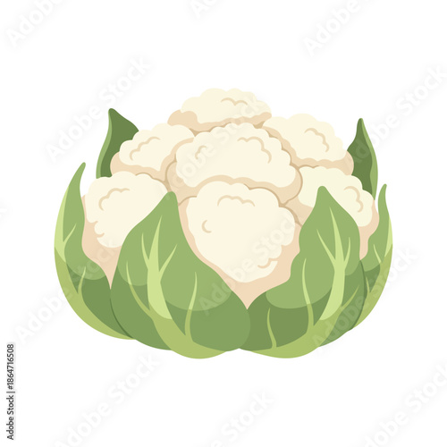 Fresh Raw White Cauliflower Vegetable Illustration