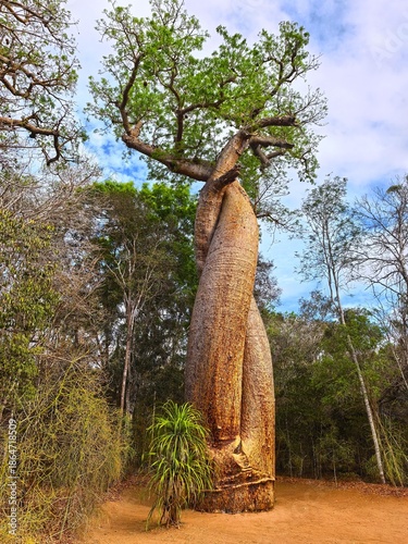 Lovers Baobab in Madagascar - Baobab Amoureux.