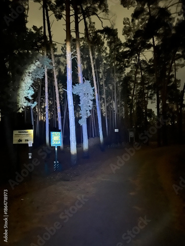 Tall pine trees glow softly under artificial light, revealing a forest path hidden in the night. The illuminated trunks and deep shadows. Ukraine Voditsa Forest, Kyiv