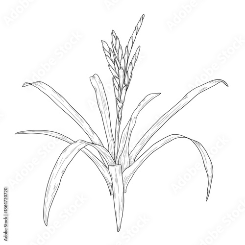 Guzmania flower with leaves, black and white sketch. Vector illustration. Tropical tree leaves, isolated on a white background. Green lush wildlife plants and fresh jungle foliage.