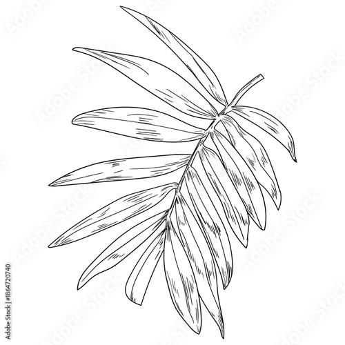 Lush palm leaf, black and white sketch. Vector illustration. Tropical tree leaves, isolated on a white background. Green wild plants and fresh jungle foliage.