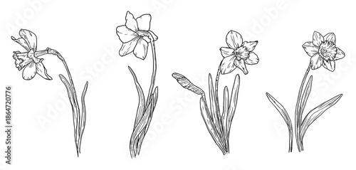 Narcissus flowers and leaves, black and white sketch. vector illustration. Spring garden flowers isolated on white background. For Easter, birthday or wedding cards, invitations and text printing