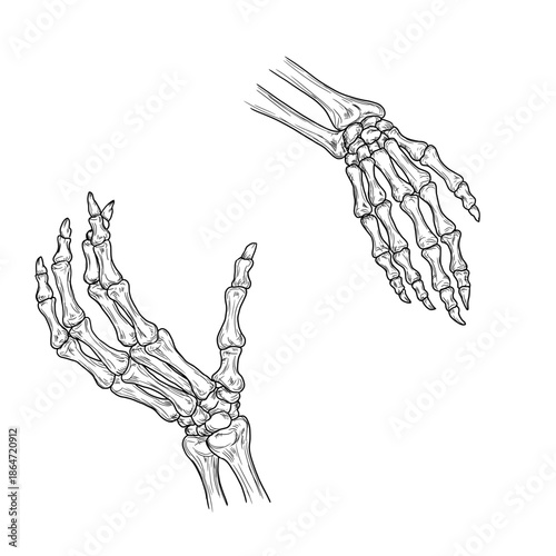 A skeletal hand with bony fingers, a set of silhouettes, sketch. Vector illustration. A dead man's hand, isolated on a white background. For prints, stickers, and Halloween, for different occasions