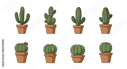 Selection of eight different species of desert cacti and succulents growing in terracotta pots displayed in two rows.