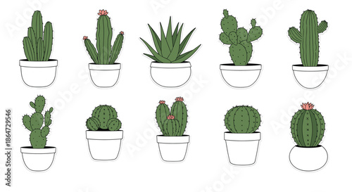 Diverse array of ten various cacti and succulents in white pots arranged in two rows showing different colors and forms.