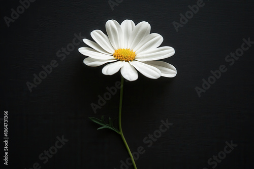 White daisy flower with yellow center and green stem on dark background, elegant minimal composition conveying calm and simple beauty