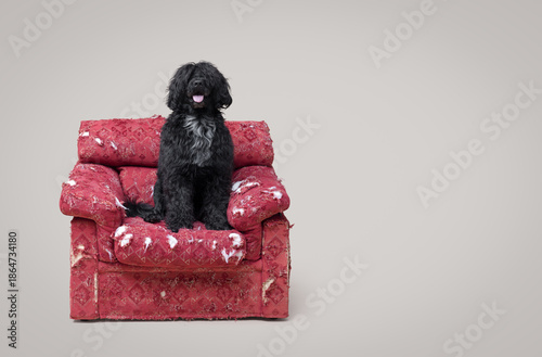 Beautiful Cao de Agua resting on a damaged armchair © stokkete