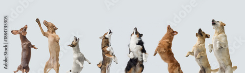Canvas Print Healthy dogs jumping and standing on their hind legs