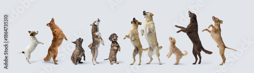 Foto Healthy dogs jumping and standing on their hind legs