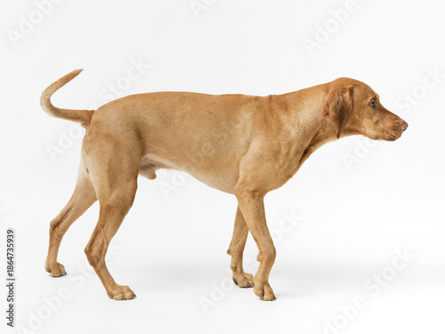 Konstfotografi Dog hungarian Vizsla isolated on white background