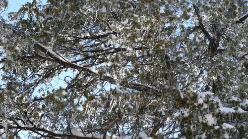 Ice 0229 Trees Winter Storm