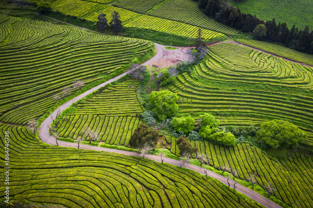 Obraz premium Aerial view over the green fields of Cha Gorreana tea plantation on a sunny day in the Sao Miguel island, Azores Islands, Portugal
