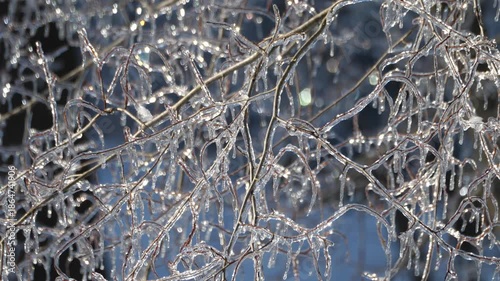 Ice 0292 Trees Winter Storm
