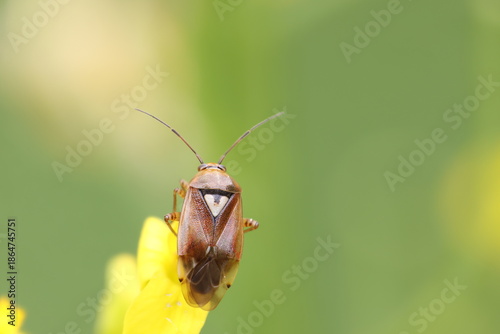 Plant bug Lygus pratensis