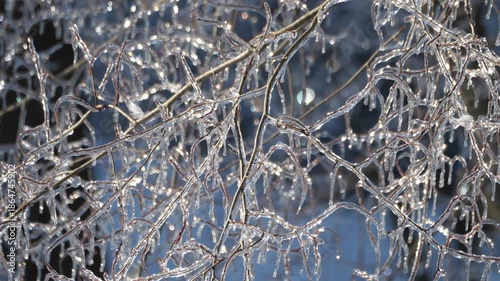 Ice 0293 Trees Winter Storm