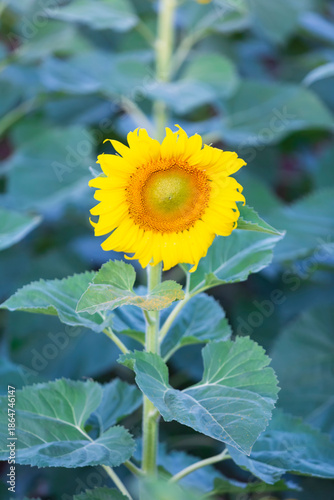 The sunflowers fields are blooming in the beautiful natural sunlight of Thailand