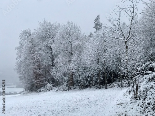 A mystical winter landscape in the Swiss countryside featuring drifting fog, wide snow-covered fields and   trees, creating a calm peaceful winter mood.