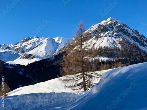 A fairytale winter landscape in the Swiss Alps of the Engadin, featuring golden-brown larch forests, snow-covered mountain peaks, and an intense deep blue sky, near Vna, Switzerland