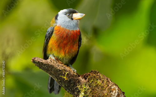 Tukanbartvogel (Semnornis ramphastinus)