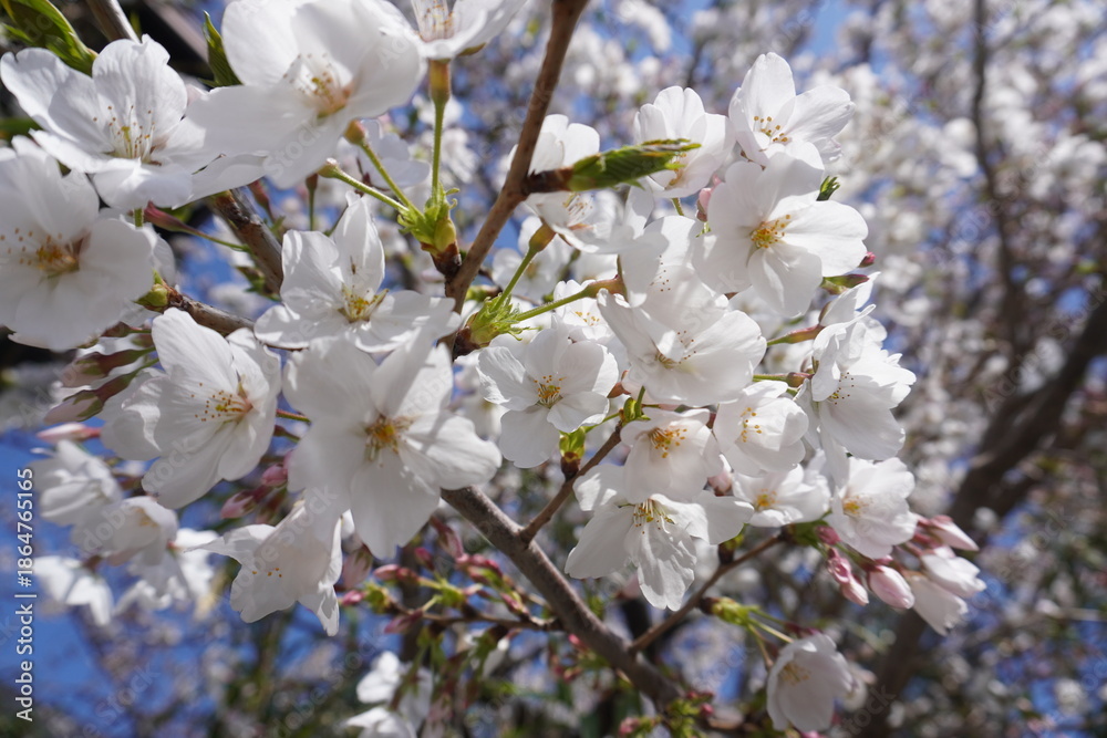 Obraz premium 桜⑩