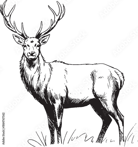 silhouette of a goat