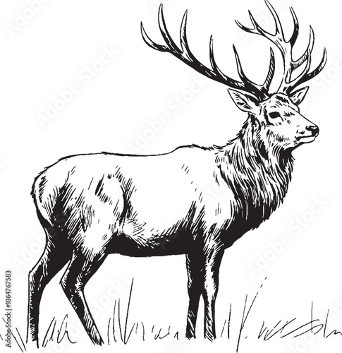 silhouette of a deer