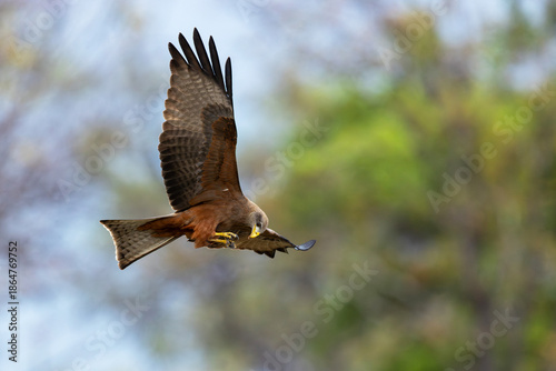 Yellow-billed kite eating some meat while flying in Moremi Game Reserve in Botswana