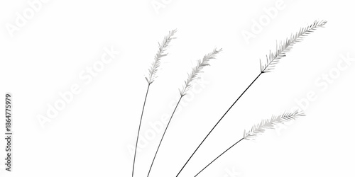Delicate blades of grass against a stark white background showcasing natural simplicity