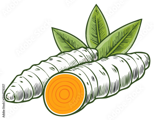 Sliced Turmeric Root with Green Leaves, Vector Illustration